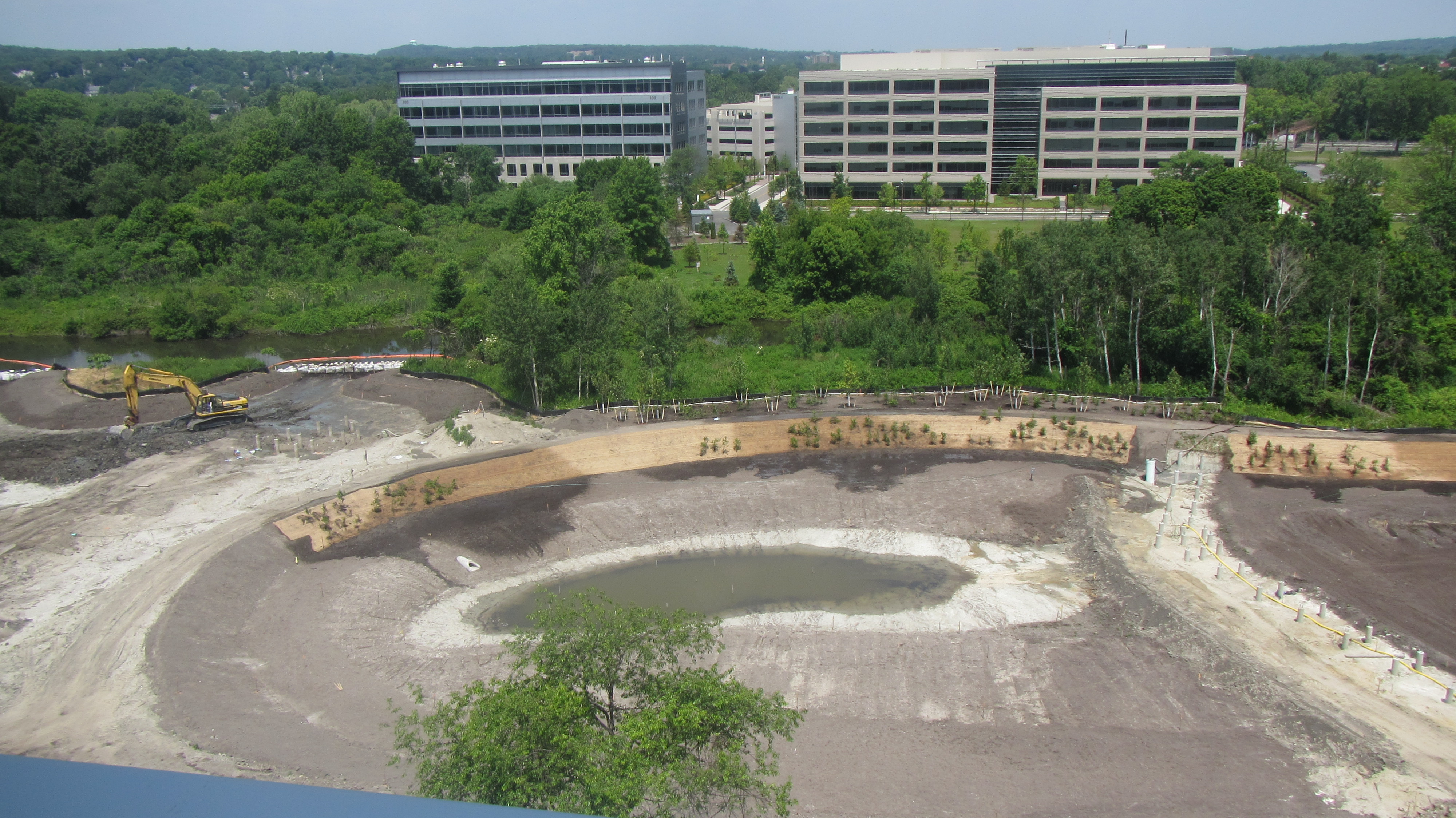 riparian planting
